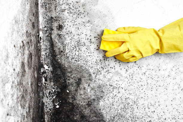 Best Environmental Consulting for Mold Prevention  in Sunbury, OH